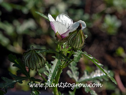 Flower of an Hour (Hibiscus trionum) 
The flower an inflated calyx of the seed pod